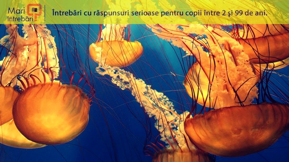 Cum respiră animalele sub apă?