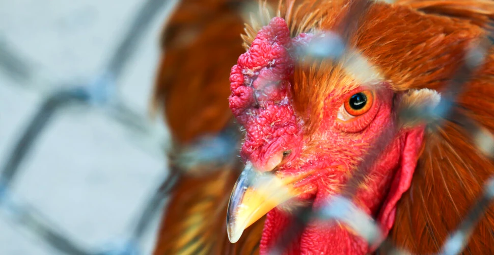 SUA confirmă primul focar de gripă aviară H7N9 din 2017