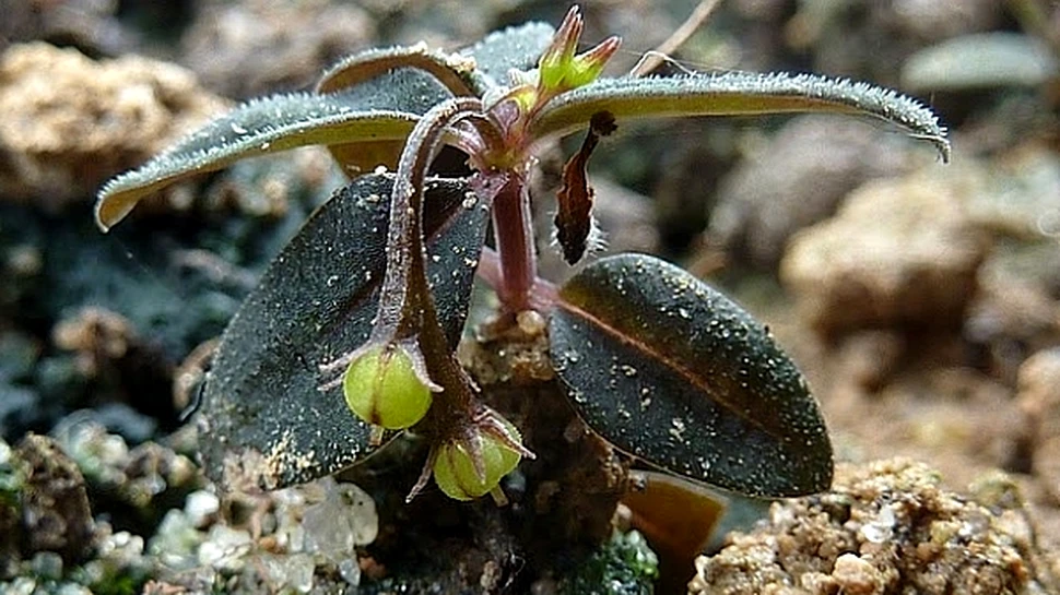 A fost descoperită planta care îşi îngroapă seminţele