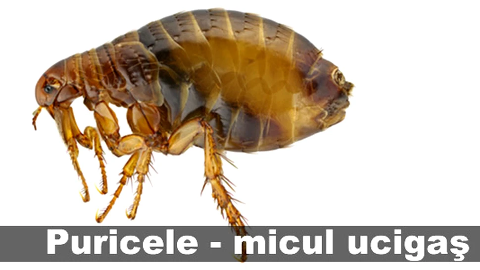 Puricele – micul ucigaş
