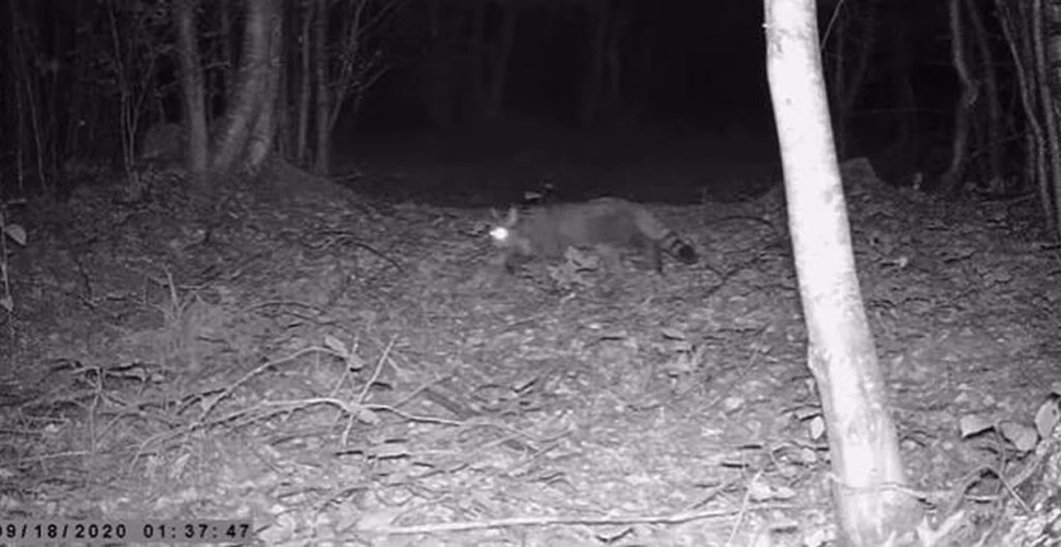 Imagini rare cu o pisică salbatică ieșită la vânătoare, în Parcul Național Semenic – Cheile Carașului