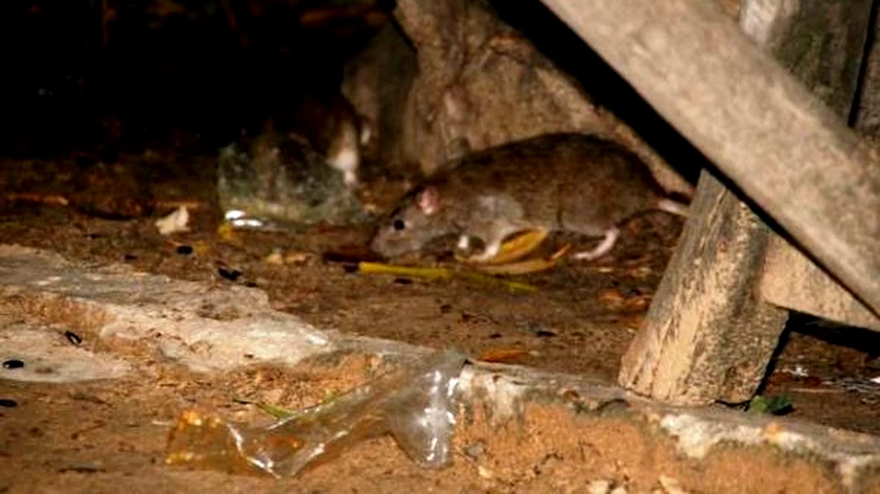 Epidemie de ciuma in Peru