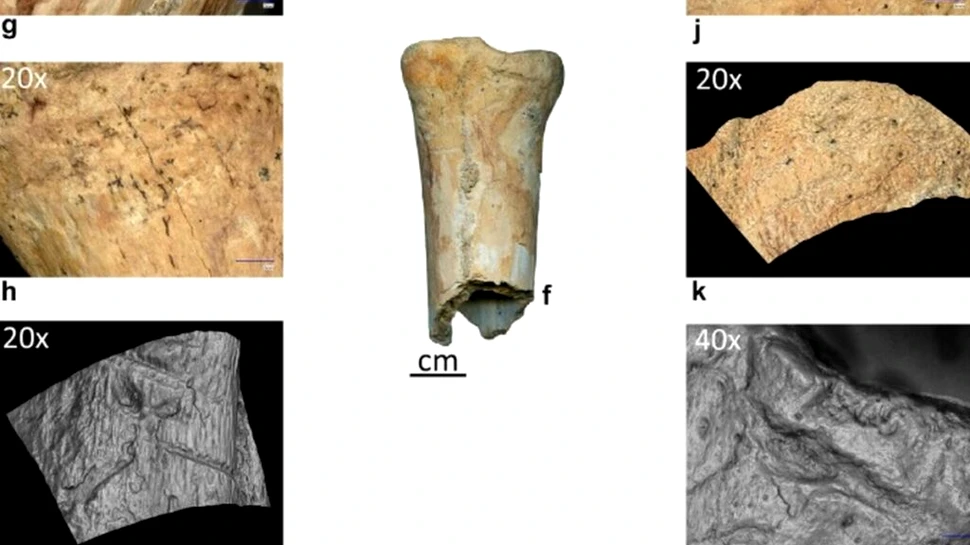 Premieră în România: Au fost descoperite primele dovezi ale utilizării uneltelor din os de către neandertalieni