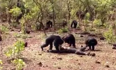 Scene terifiante filmate în lumea animală. Fostul lider al unui grup de cimpanzei a fost torturat şi mâncat când a încercat să-şi recapete poziţia