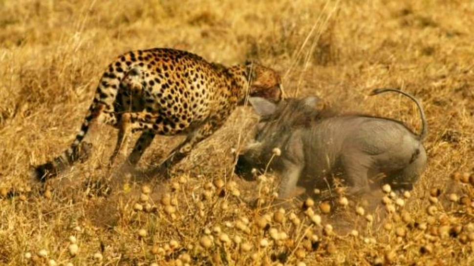 Facocer VS Ghepard – razboiul nesfarsit al savanelor