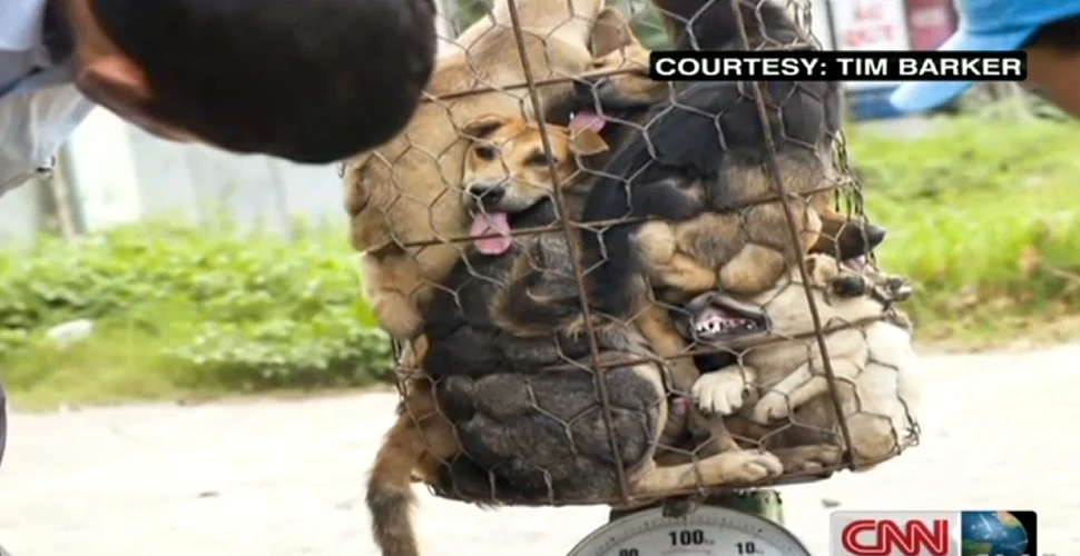„Iadul pe Pământ” – CNN face dezvăluiri şocante despre traficul ilegal cu câini destinaţi consumului (VIDEO)