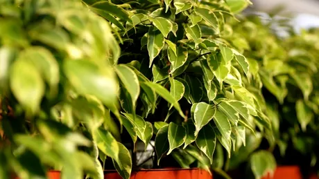 Frunza artificială poate produce o tensiune de 40 V din vânt sau ploaie