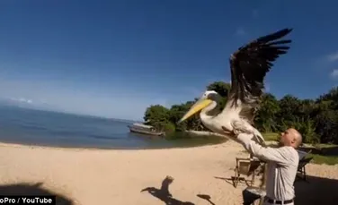 Momentul în care un pui de pelican este învăţat de oameni să zboare. VIDEO impresionant