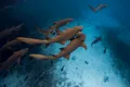 Oceanele au atins cele mai ridicate temperaturi înregistrate vreodată în luna iulie