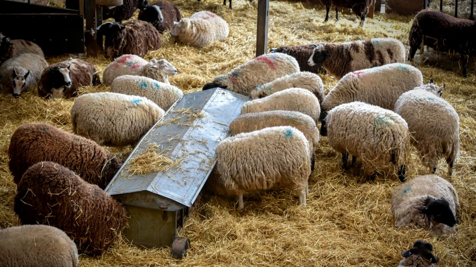 Pesta micilor rumegătoare în România: Câte animale au fost afectate?