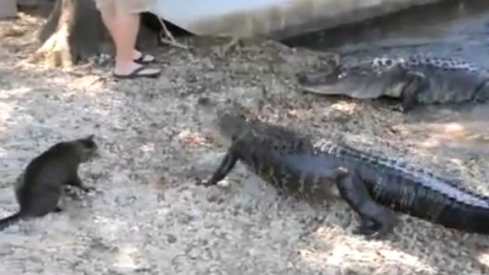 Crezi ca o pisica poate invinge un aligator? (VIDEO)