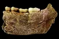 Toate scheletele de Homo Naledi găsite vreodată sunt de sex feminin. Ce indică acest lucru?