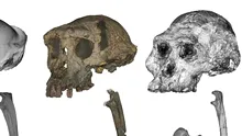 O maimuță misterioasă de acum 7 milioane de ani ar putea fi cel mai vechi hominid biped