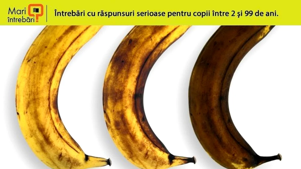 De ce are penisul o culoare diferită de cea a corpului?