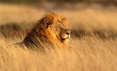 Autorităţile din Zimbabwe confirmă că Jericho, „fratele” leului Cecil, este în viaţă
