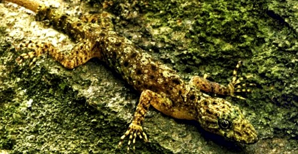A fost descoperita o noua soparla gecko