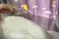 Lebăda „Tică” a fost atacată cu pietre. Pasărea e simbolul orașului Târgu Jiu