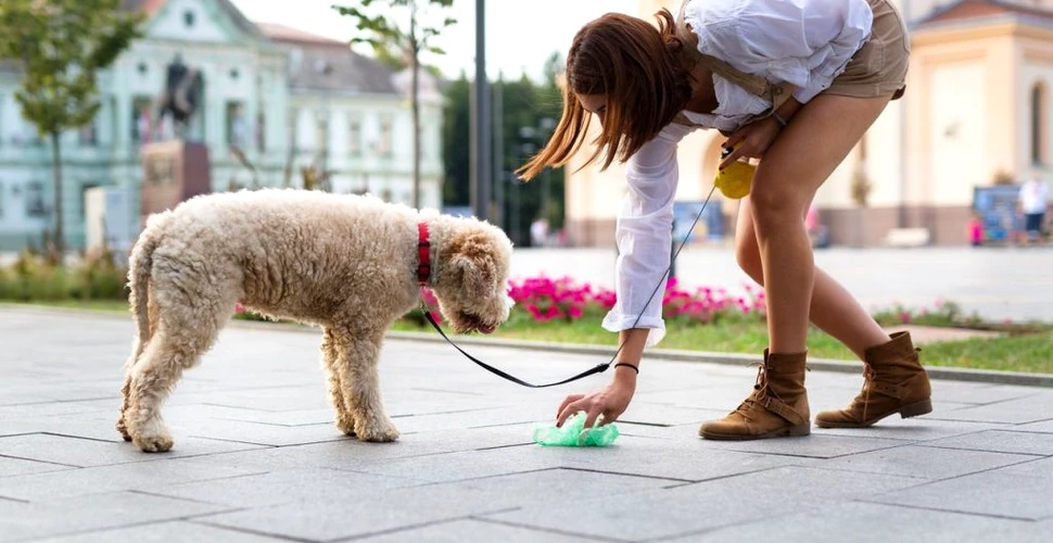 Metoda Israelului de a-i determina pe proprietarii de câini să le strângă excrementele de pe străzi