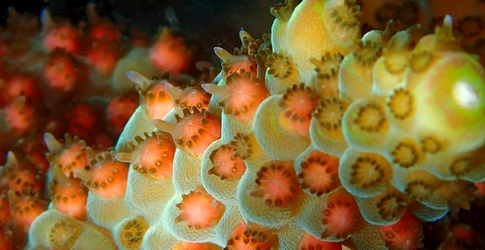 Cercetătorii au înghețat, în premieră, larve din Marea Barieră de Corali
