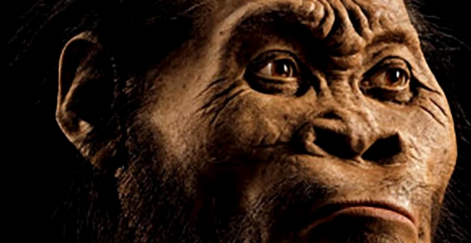 O nouă descoperire uimitoare despre Homo naledi, strămoşul omului găsit recent. Cât de asemănător era cu omul modern