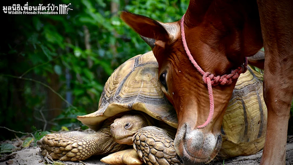Cea mai improbabilă prietenie: între o vacuţă fără un picior şi o broască ţestoasă