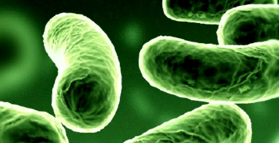 Bacteriile, “tapii ispasitori” ai obezitatii