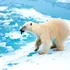 Urșii polari par să se adapteze la climate mai calde, arată un studiu