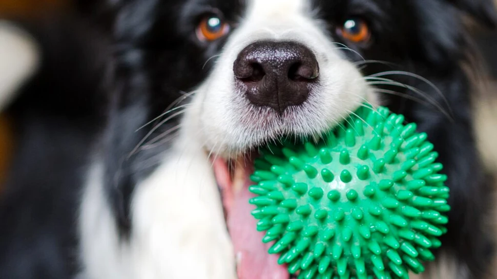 Câinii pot fi „dependenți” de jucării