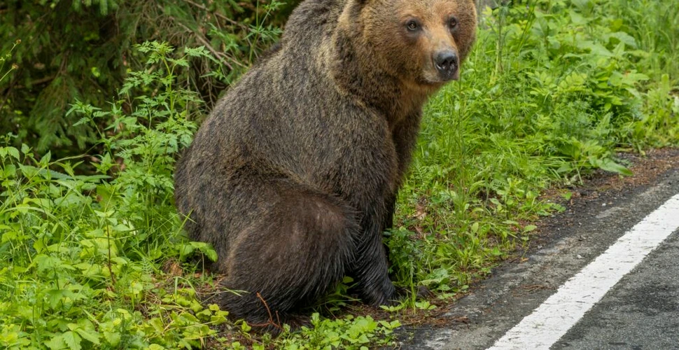 Un urs sălbatic a omorât o căprioară în Parcul Zoo din Târgu Mureș