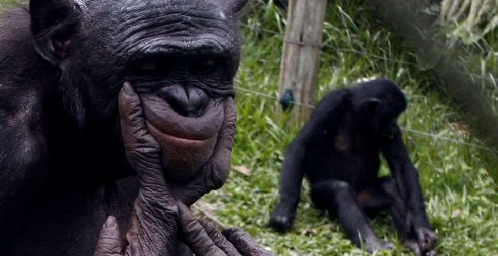 Cimpanzeii bonobo sunt cele mai inteligente maimuţe antropoide din lume (VIDEO)