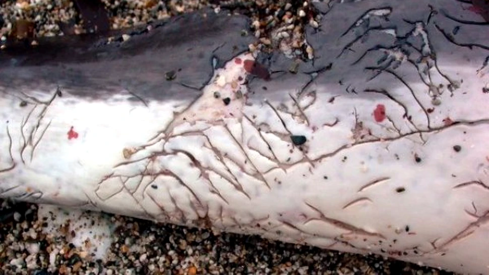 Delfinii sunt criminali in serie