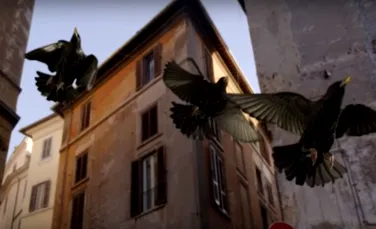 Scenariul desprins din filmele lui Alfred Hitchcock a devenit realitate: Mai mulţi oameni au fost atacaţi de păsări de pradă