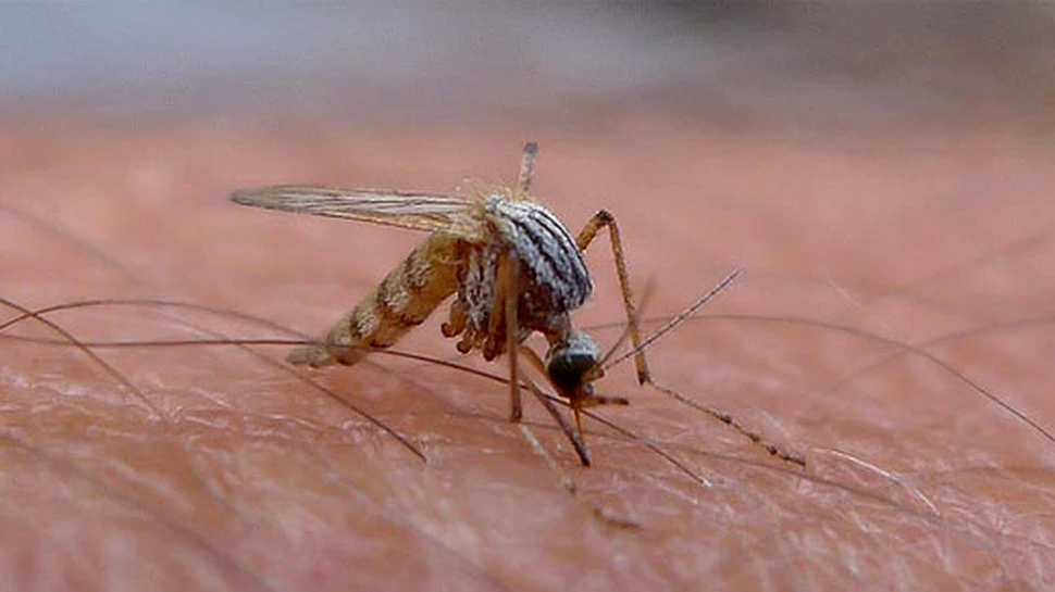 Numărul cazurilor de infecţie cu virusul West Nile, în creştere. S-au înregistrat şi două decese