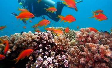 Coralii din Hawaii sunt rezistenți la încălzirea oceanelor, însă nu sunt în afara pericolului