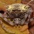 Oamenii de știință au descoperit o specie bizară de păianjen care se deghizează în ciupercă