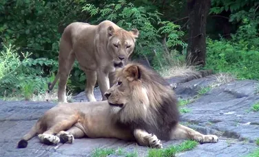 Doi lei au fost împuşcaţi mortal după ce un bărbat dezbrăcat a încercat să îi hrănască cu propriul corp