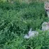 Pui de lup arctic, născuți pentru prima dată în România. Unde pot fi vizitați?