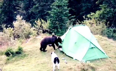 O ursoaică a distrus cortul unui turist, în Munții Bucegi, deși oamenii au aruncat cu petarde