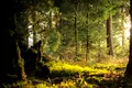 Primele păduri ale planetei nu au schimbat foarte mult nivelul de CO2 atmosferic