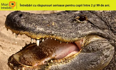 Care sunt diferenţele dintre crocodil şi aligator?