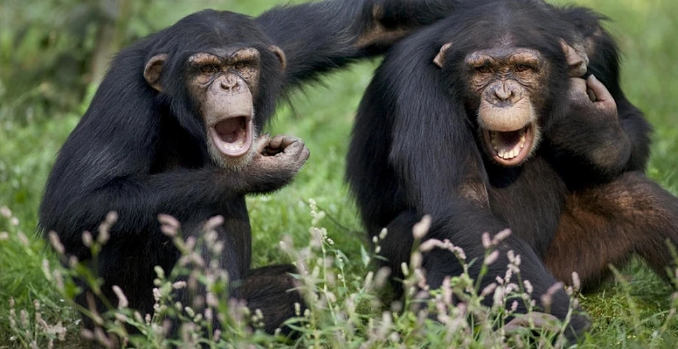 Cimpanzeii din Guineea şi oamenii împărtăşesc o mutaţie genetică care conduce la consumul de alcool