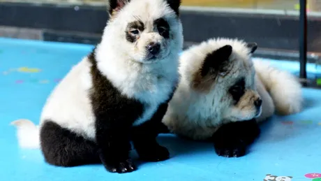 O grădină zoologică a vopsit doi câini în alb și negru și a spus că sunt „câini panda”