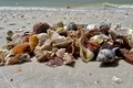 Animalele marine au colonizat pentru prima dată cochilii goale acum aproximativ 470 de milioane de ani