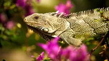 În urmă cu 34 de milioane de ani, iguanele au pornit într-o călătorie de peste 8.000 de kilometri