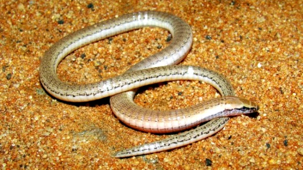 Capcanele evolutiei: soparla fara picioare