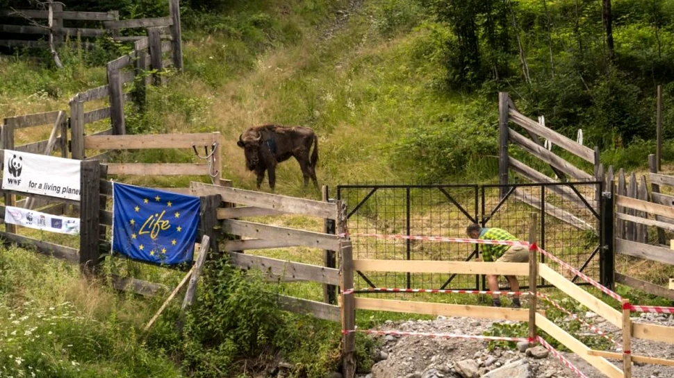 8 zimbri din Germania și Elveția se alătură celei mai mari populații de zimbri liberi din România