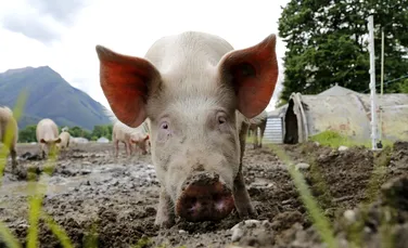”Carnea Frankenstein”, produsă din porci modificaţi genetic, ar putea deveni o realitate în câţiva ani