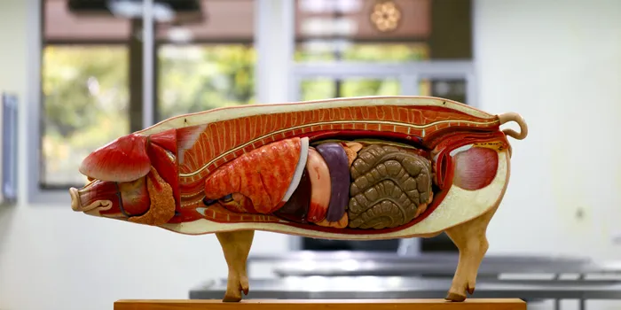 Organe de porc, readuse la viață cu ajutorul unei noi tehnologii