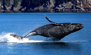 10 lucruri interesante pe care sigur nu le ştiai despre balene