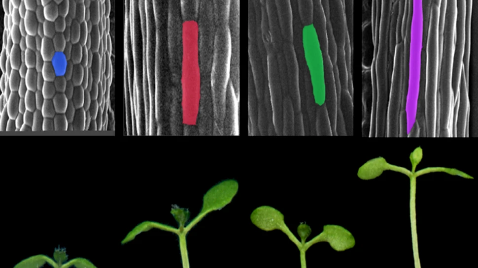 Cum contribuite lumina și temperatura la dezvoltarea plantelor?
